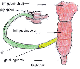 brjótkassinn: 