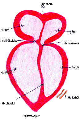 Hjarta: 