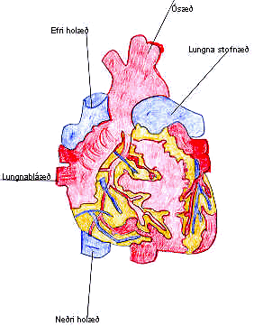 Hjarta: