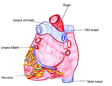 Hjarta: