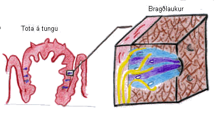 bragðlaukar: 