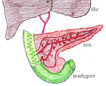 innriger&eth; briss: