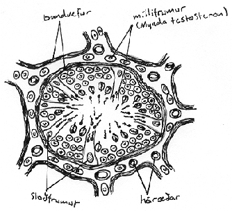 s&aacute;&eth;p&iacute;pla, &thorn;verskur&eth;ur: