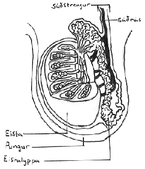 s&aacute;&eth;p&iacute;pla, &thorn;verskur&eth;ur: