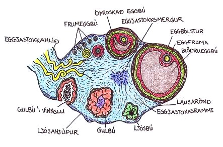 eggjastokkar: